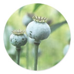 Papaver Somniferum Seed Heads Round Stickers