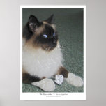"PAPER CATCHER" Ragdoll Cat Poster