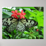 Paper Kite Tropical Butterfly posters