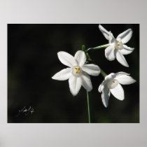 Paperwhites in Black Print