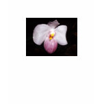 Paphiopedilum delenatii t-shirts