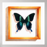 "Papilio blumei" Butterfly Watercolor Print