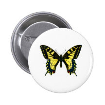 Papilio machaon pins