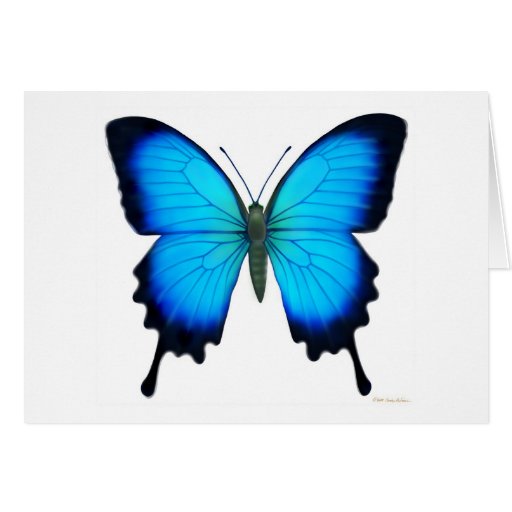 Papilio Ulysses Butterfly Card