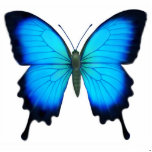 Papilio Ulysses Butterfly Ornament photo sculptures