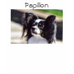 "Papillon"Dog Photo Shirt