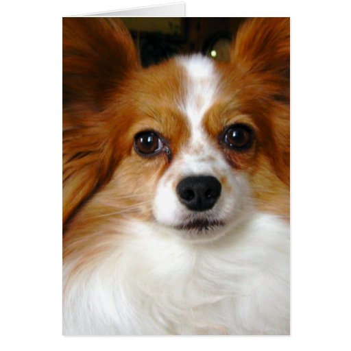 Papillon Greeting Card
