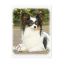 Papillon postcards