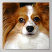Papillon Poster Print