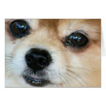 Papillon Puppy Greeting Card