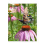 papillon sur la fleur post card