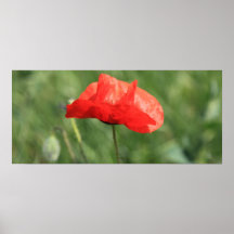 Papoula Posters
