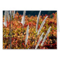 Papyrus Grass cards