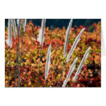 Papyrus Grass cards