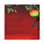 Paradiesapfel Magnete