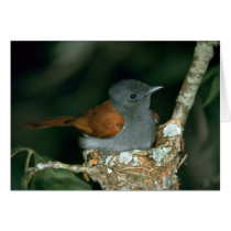 Paradise Flycatcher Greeting Card
