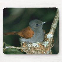 Paradise Flycatcher Mousepads