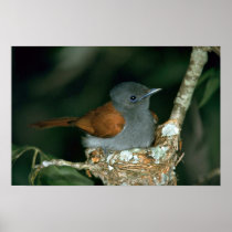 Paradise Flycatcher Posters