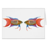 Paradise Gouramis Card