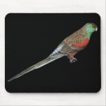 Paradise Parrot - Psephotus pulcherrimus Mouse Mats