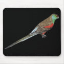 Paradise Parrot - Psephotus pulcherrimus mousepads