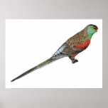 Paradise Parrot - Psephotus pulcherrimus posters