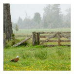 Paradise Shelduck and Mossy Gate Personalized Announcements