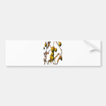 PARAISO FRUIT FOR OBATALA BUMPER STICKERS