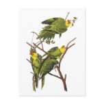 Parakeet - by John Audubon postcards