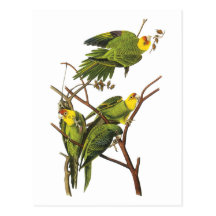 Parakeet - by John Audubon Postcards