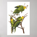 Parakeet - by John Audubon posters