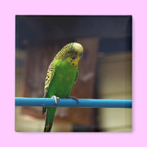 Parakeet magnets
