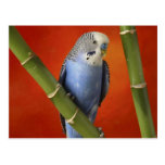 parakeet post card