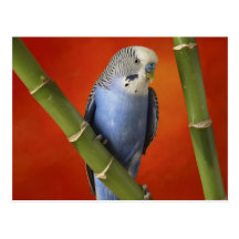 parakeet post card