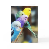 Parakeets