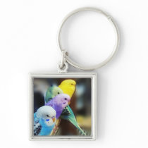 Parakeets