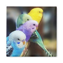 Parakeets