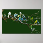 Parakeets N Cockatiels Poster