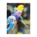 Parakeets Postcard