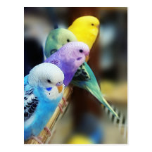 Parakeets Postcard