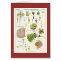Parasitic & Carnivorous Plants cards