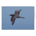 Parasitic Jaeger Card