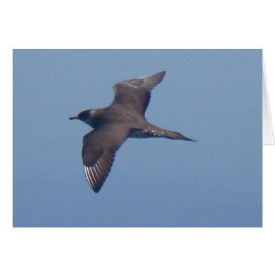 Parasitic Jaeger Card by naturalphotos