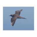 Parasitic Jaeger postcards
