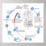 Parasitic Protozoan Entamoeba Histolytica Diagram posters