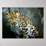 Pardus orientalis print