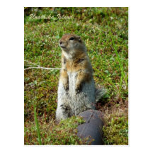 Parkee Squirrel on Unalaska Island Postcards