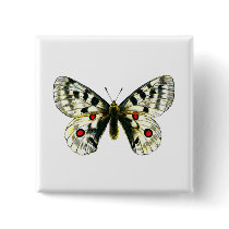 Parnassius apollo butterfly pinback buttons