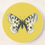 Parnassius apollo butterfly drink coaster