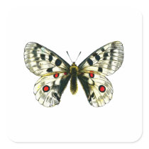 Parnassius apollo butterfly square sticker